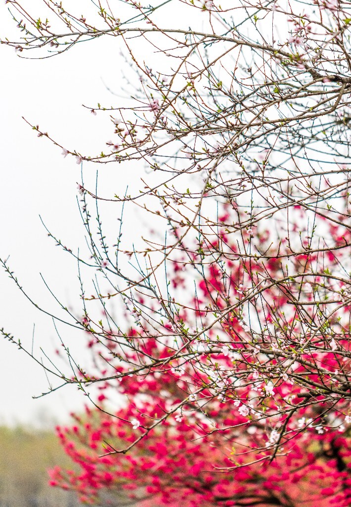 西湖桃花  西湖风光 自然  环境  桃花 西湖之春  自然 风光 花朵 花儿 