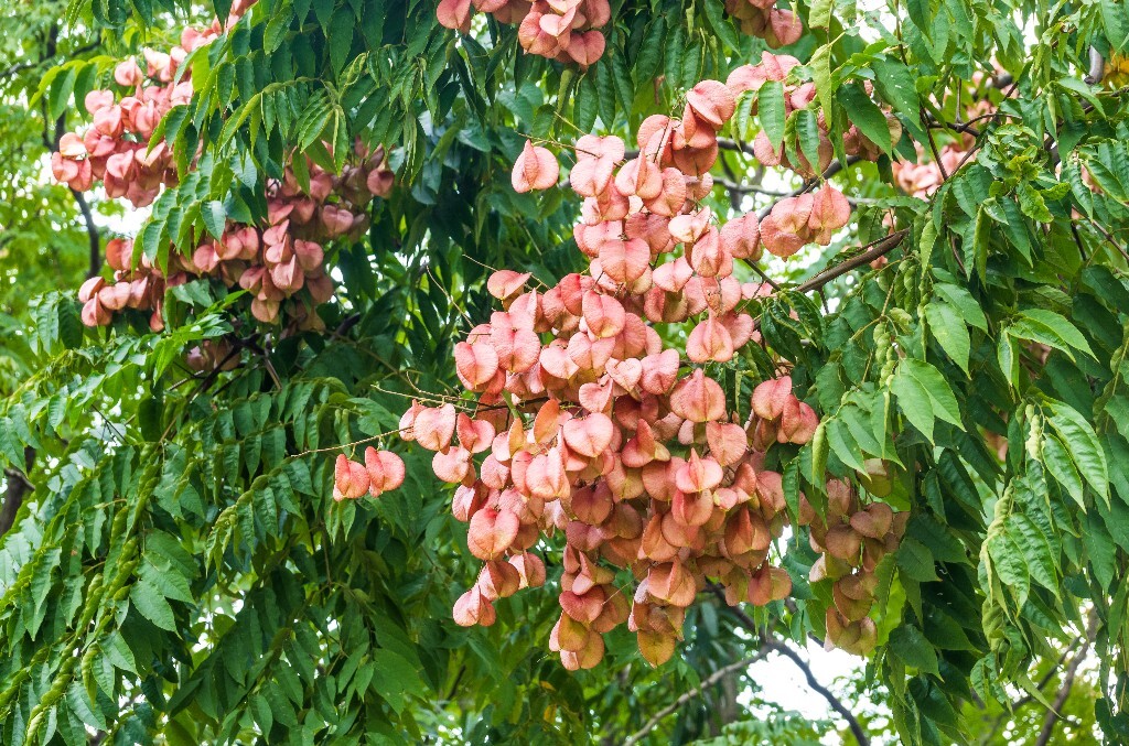 复羽叶栾 花楸树 泡花树 灯笼花 马鞍树 士大夫树 摇钱树 植物 风光 摄影 自然