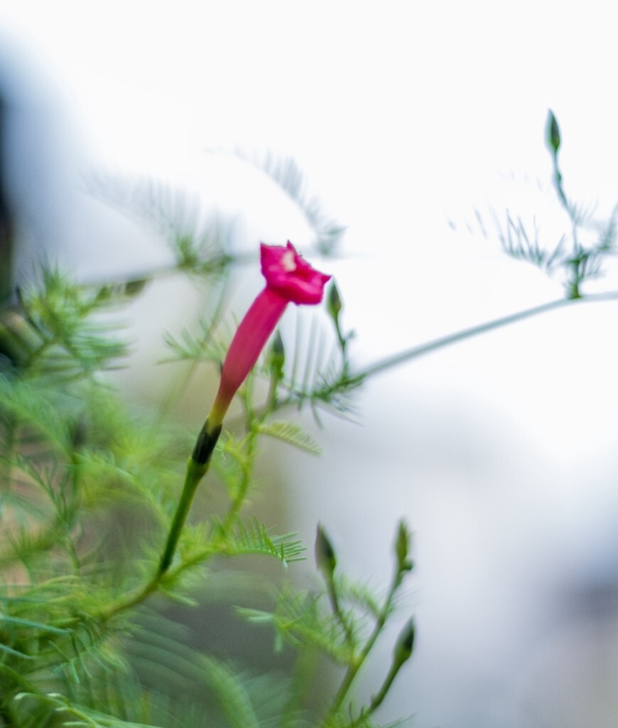风光 风景 花 摄影 风光 自然