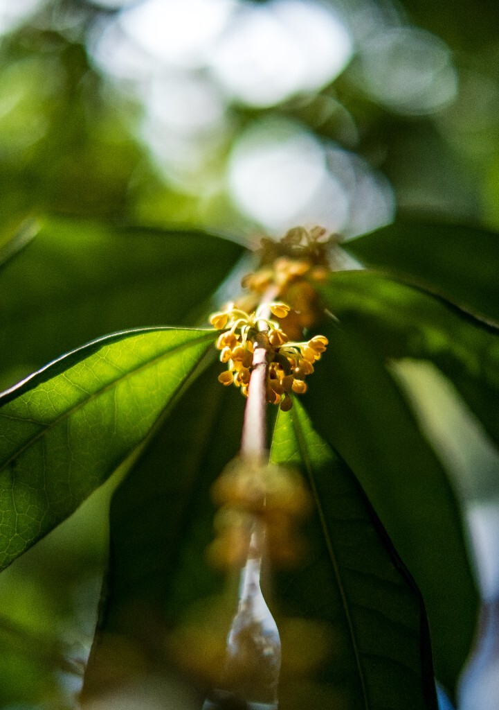 桂花 木樨 岩桂 金桂 银桂 丹桂 月桂 木犀 九里香 植物 花卉 盛开的桂花 桂花开了