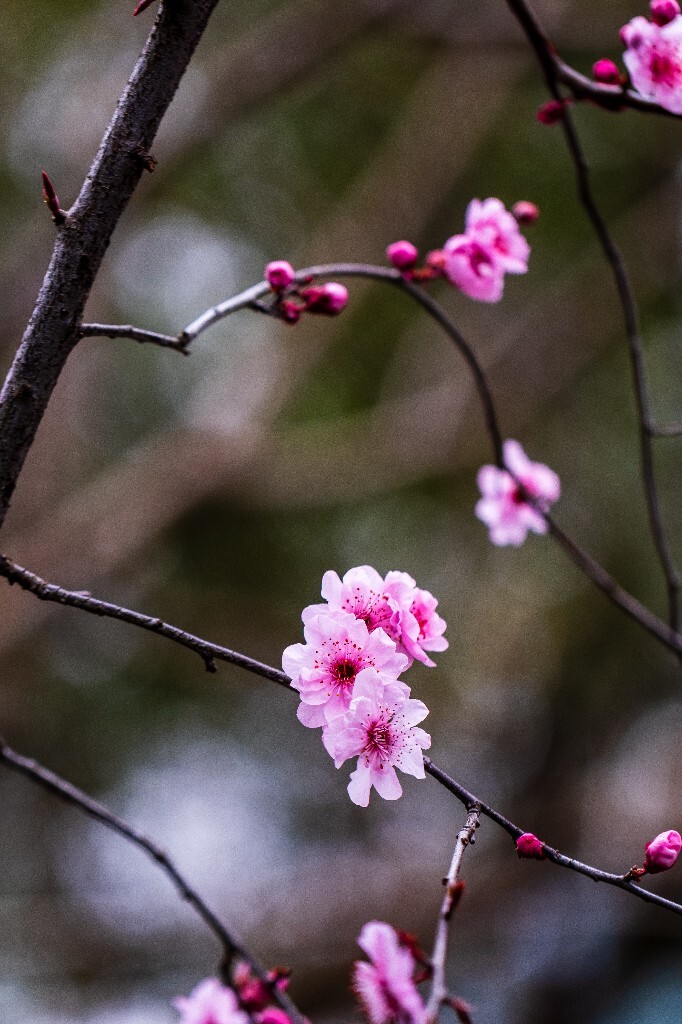 桃花 植物 花朵 花儿 风光 微距 摄影 自然风光 盛开的桃花