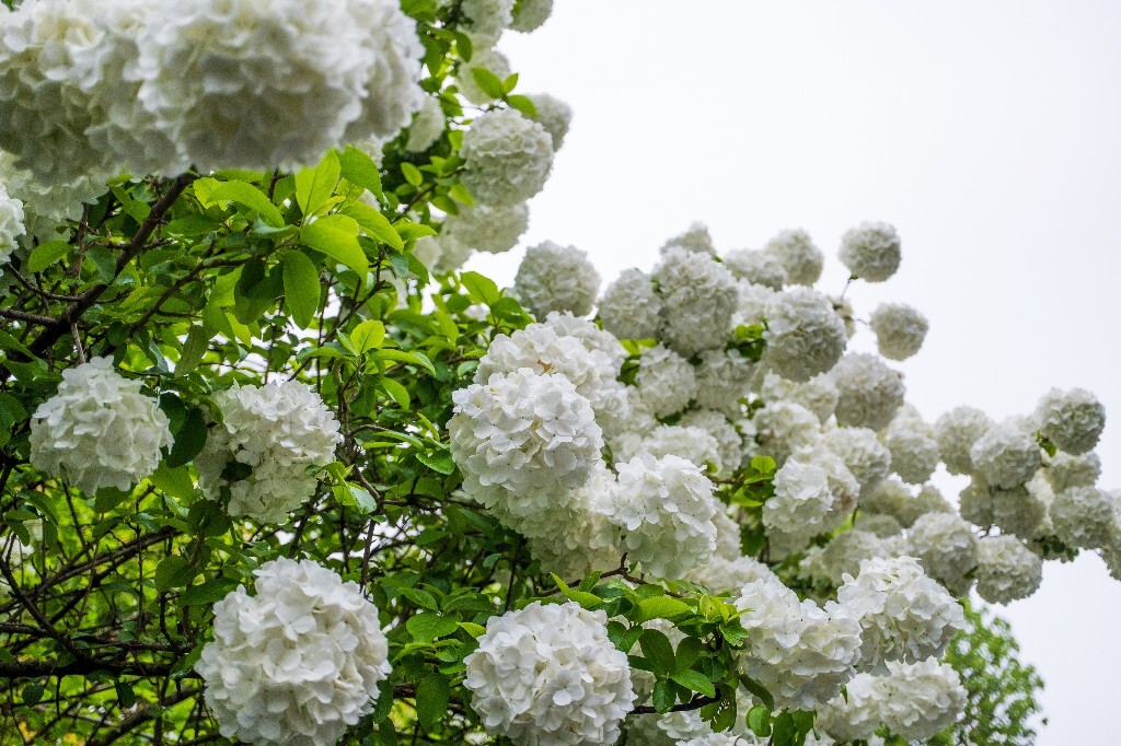 八仙花 紫阳花 七变花 洋绣球 粉团花 绣球花 植物 摄影 风光 自然 微距 花