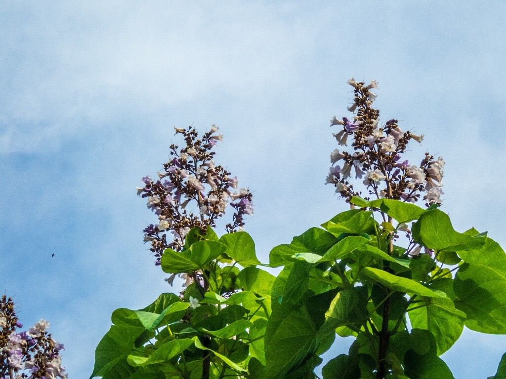 梧桐花 自然 风光 摄影 旅行 花朵 色彩 梧桐树的花 梧桐 云彩