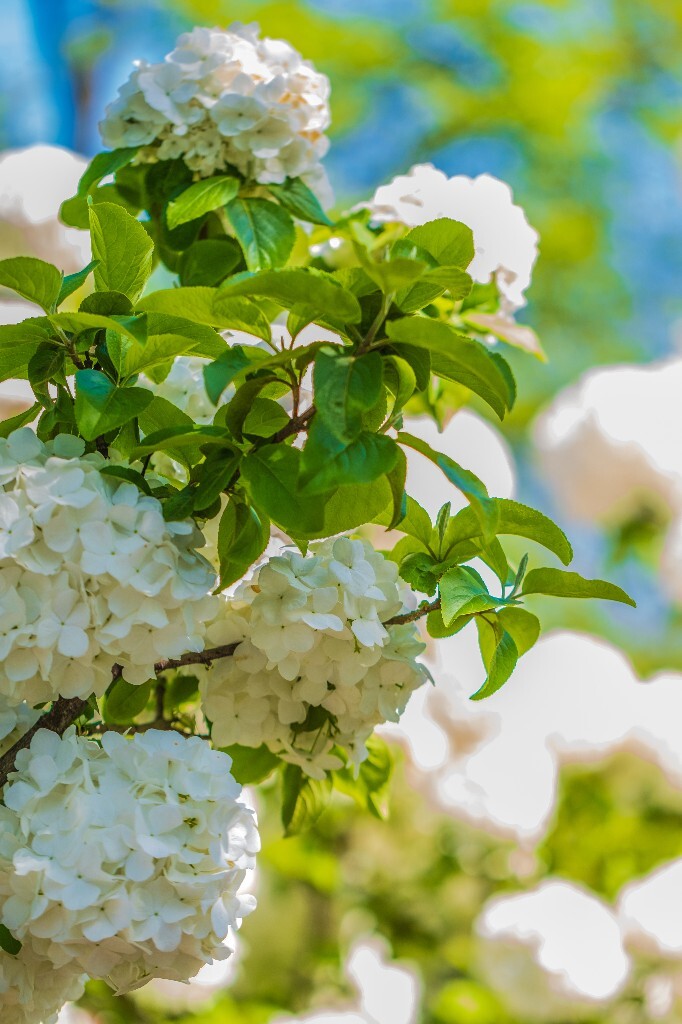 八仙花 粉团花 草绣球 紫绣球 紫阳花 绣球 木绣球 植物 摄影 风光 花朵 花儿 绣球花
