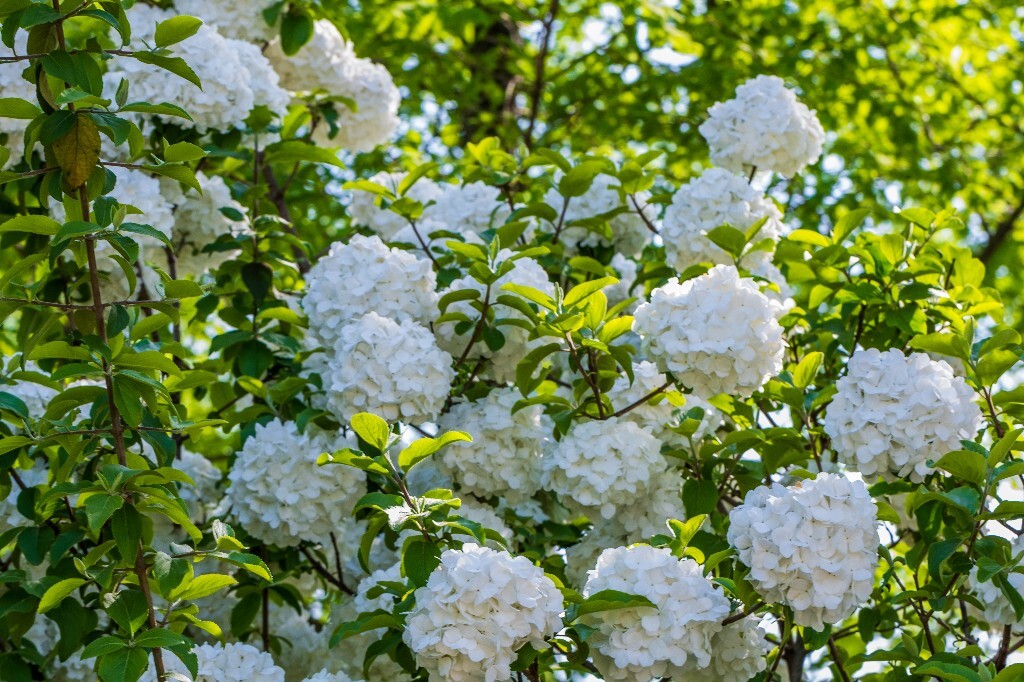 八仙花 粉团花 草绣球 紫绣球 紫阳花 绣球 木绣球 植物 摄影 风光 花朵 花儿 绣球花