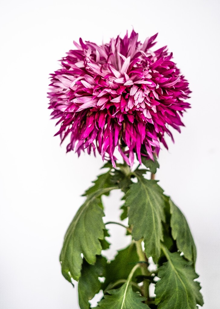 菊花 寿客 金英 黄华 秋菊 陶菊 日精 女华 延年 隐逸花 家菊 花儿 盛开的菊花