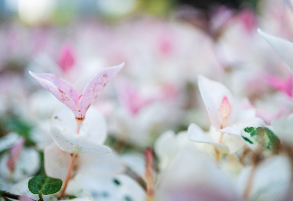 三色络石 络石 石龙藤 万字茉莉 白花藤 花叶络石 斑叶亚洲络石 三色亚洲络石 亚洲络石 植物 微距 摄影