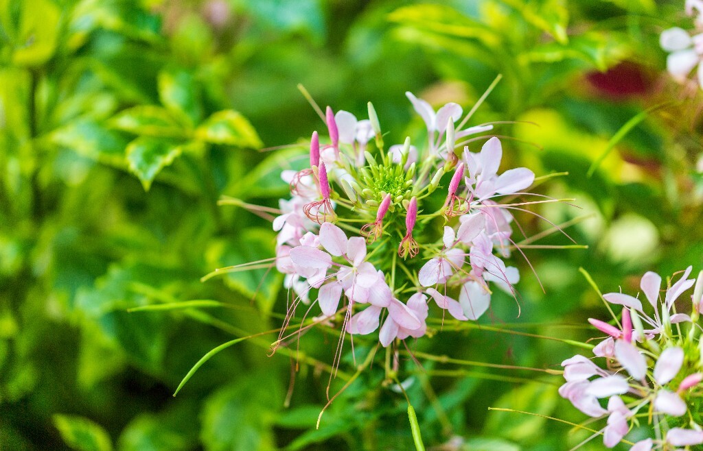 西洋白花菜 凤蝶草 紫龙须 蜘蛛花 醉蝶花 摄影 风光 自然