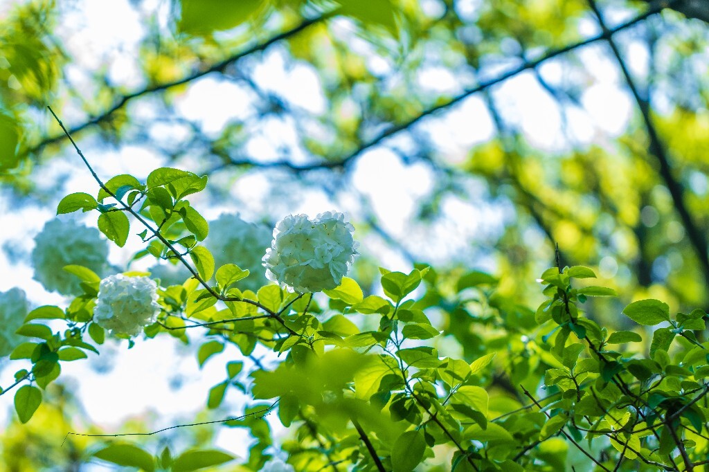 粉团花 紫阳花 八仙花 绣球 木绣球 草绣球 紫绣球 花朵 花儿 植物 摄影