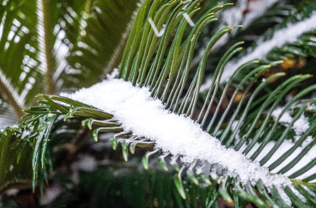 雪景 风光 自然 铁树 铁树上的雪 叶子上的雪 自然风光