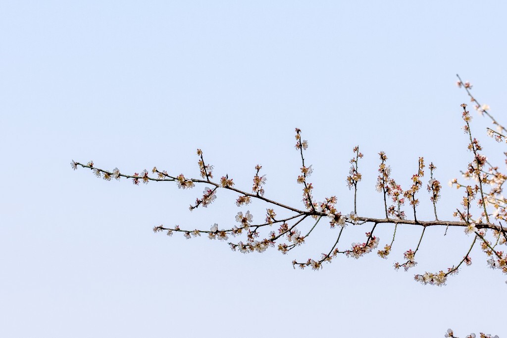 梅 梅花 植物 风光 花卉 花朵 花儿 摄影 旅行 赏花