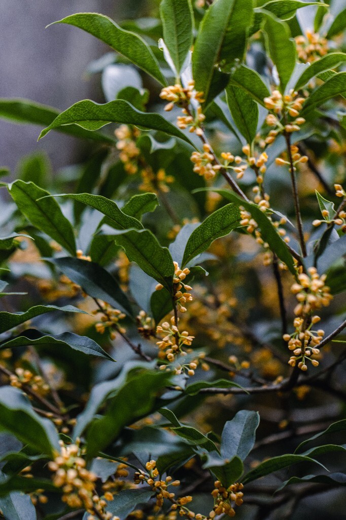 桂花 木樨 岩桂 金桂 银桂 丹桂 月桂 木犀 九里香 植物 花卉 盛开的桂花 桂花开了