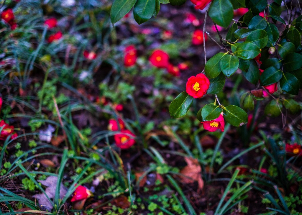 茶花 山茶花 观赏花卉 花草 花卉 图片 摄影