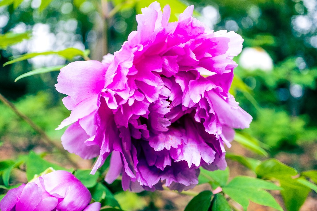 鼠姑 鹿韭 白茸 木芍药 百雨金 洛阳花 富贵花 牡丹 植物 花朵 花儿 牡丹花 含苞待放