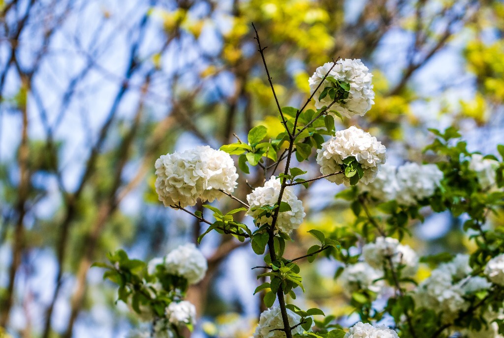 八仙花 粉团花 草绣球 紫绣球 紫阳花 绣球 花草 花朵 木绣球 山绣球 花朵 花儿 植物 花