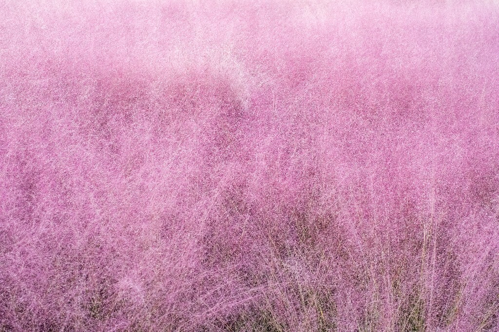 粉黛乱子草 毛芒乱子草 植物 风光 旅行