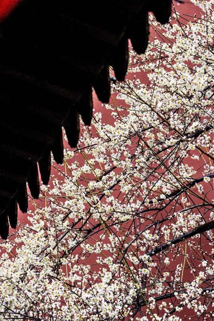 梅花 腊梅 风光 摄影 自然 植物 微距 旅行 建筑 钱王祠