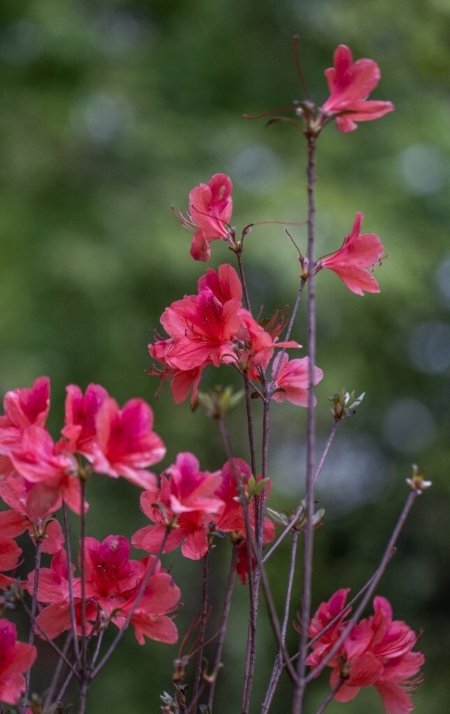 杜鹃花 山踯躅 山石榴 映山红 照山红 唐杜鹃 摄影 风光 自然 植物 红色杜鹃花 旅行