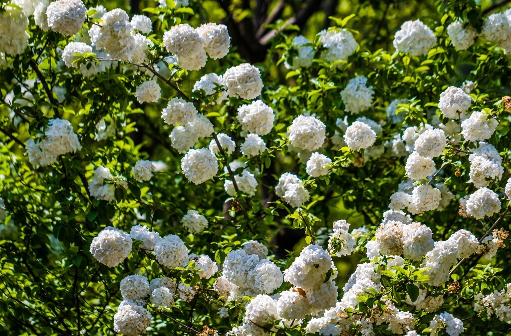 八仙花 粉团花 草绣球 紫绣球 紫阳花 绣球 木绣球 摄影 植物