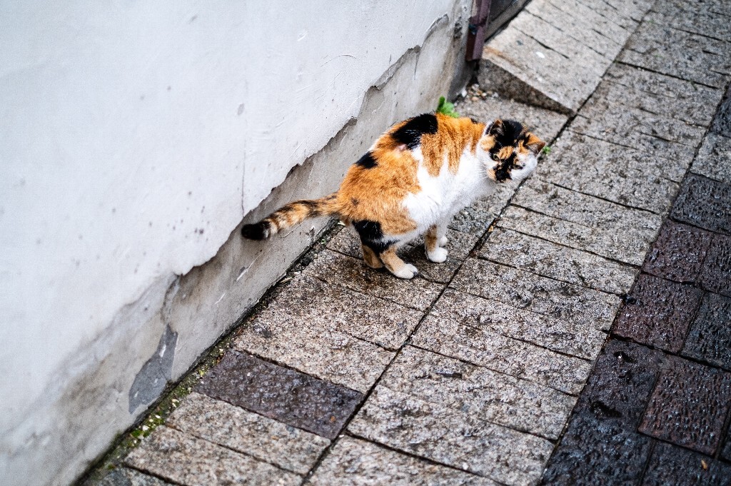 猫咪 宠物 摄影 猫猫摄影  可爱  宠物摄影