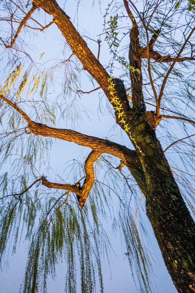 柳树 风光 自然 西湖风光 植物 叶子 柳叶 旅行 摄影 西湖柳树