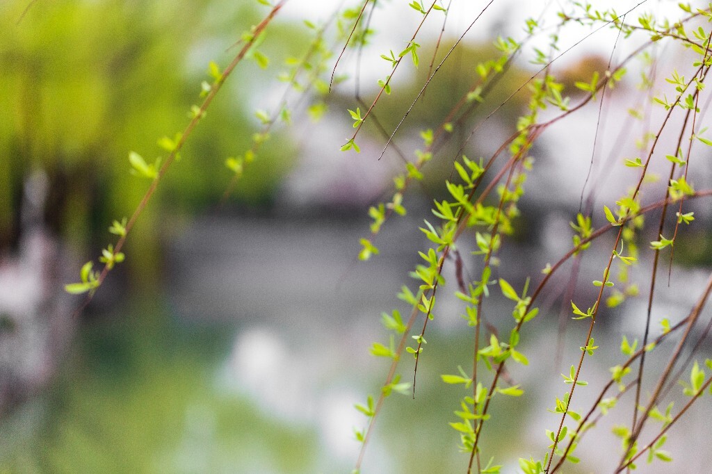 柳树 柳枝 柳丫 春天 树叶 树枝 风光 自然 植物 摄影 叶子 树