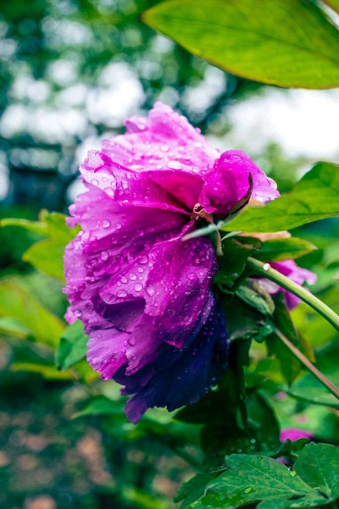鼠姑 鹿韭 白茸 木芍药 百雨金 洛阳花 富贵花 牡丹 植物 花朵 花儿 牡丹花 含苞待放