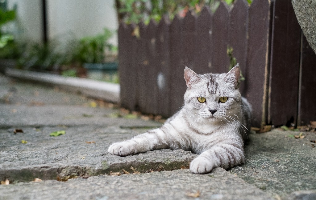 猫猫 宠物 喵星人  动物 猫 摄影