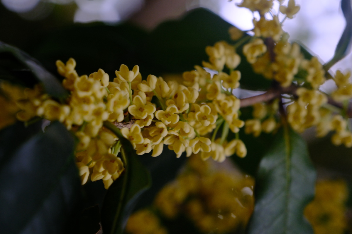 桂花 富士直出 风光 花朵花卉 风光摄影  桂花摄影 满觉陇