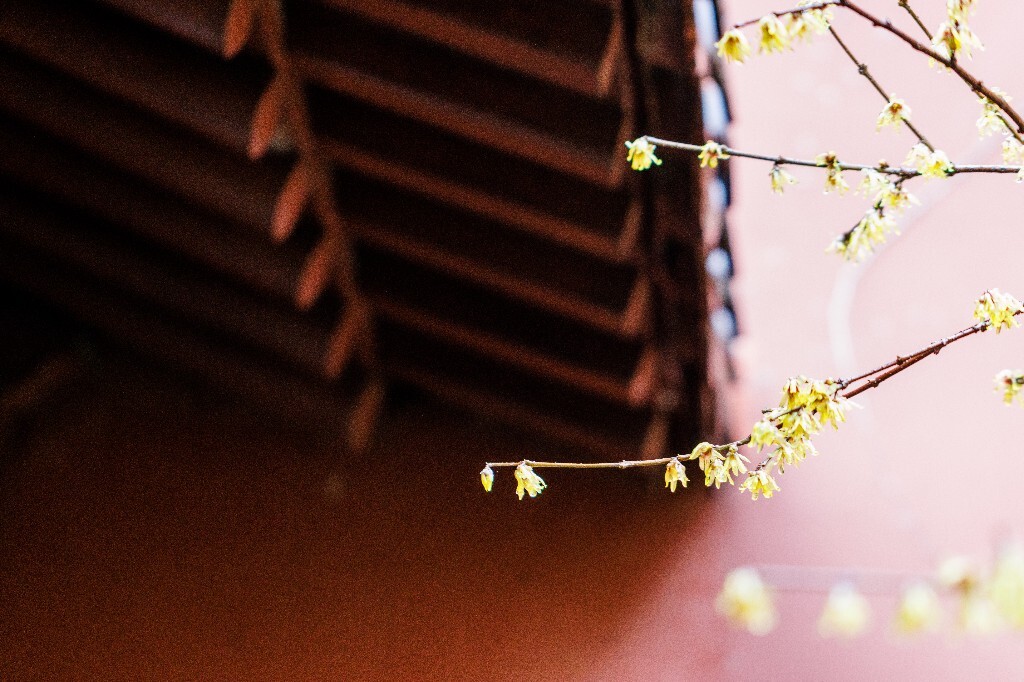 梅花 腊梅 风光 摄影 自然 植物 微距 旅行 建筑 钱王祠