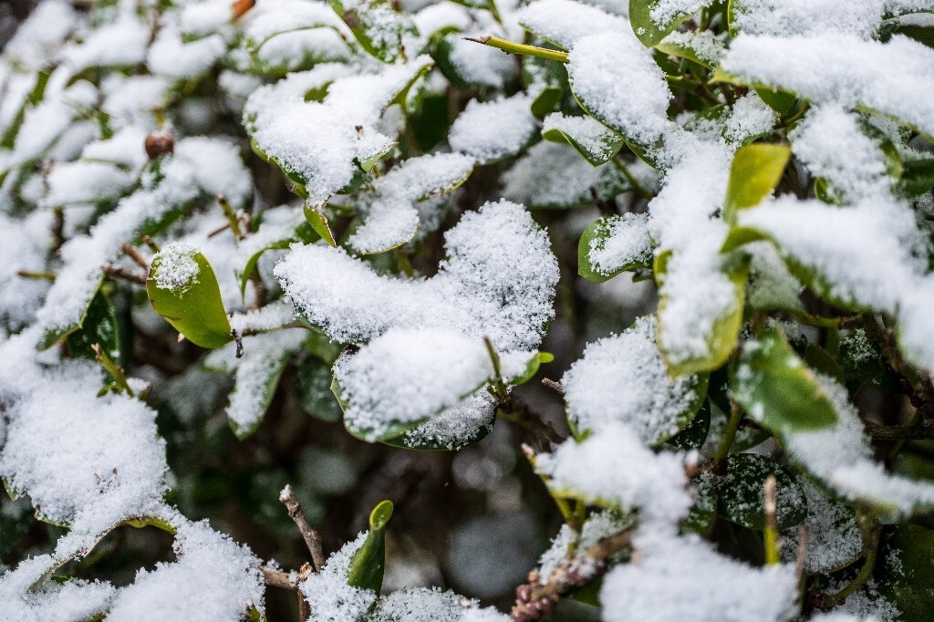 雪 雪景 自然 风光 环境 摄影 白雪 雪花 2024的第一场雪 树叶上的雪
