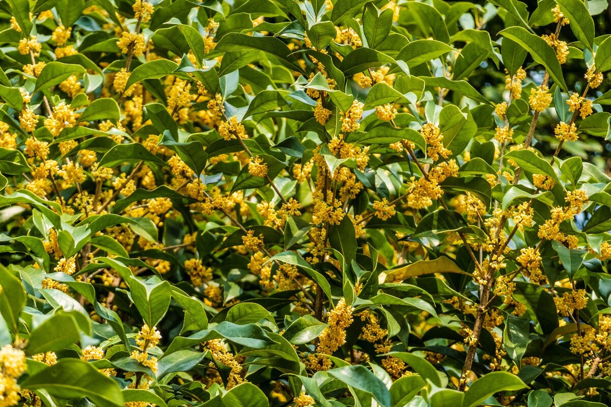 桂花 花朵 植物 摄影 旅行 花儿 金桂 银桂