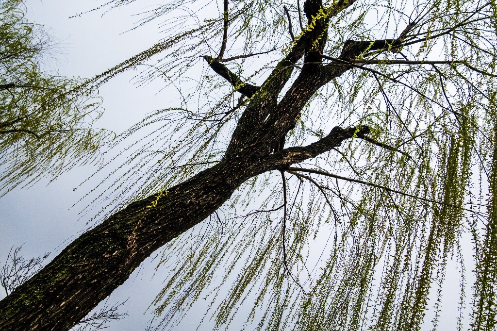 柳树 西湖柳树 风光 摄影 自然 西湖风光 环境 旅行 植物 柳叶