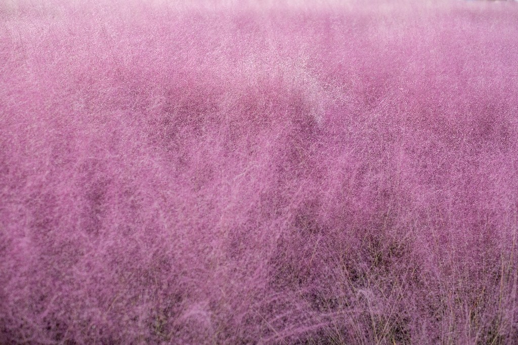 粉黛乱子草 毛芒乱子草 植物 风光 旅行