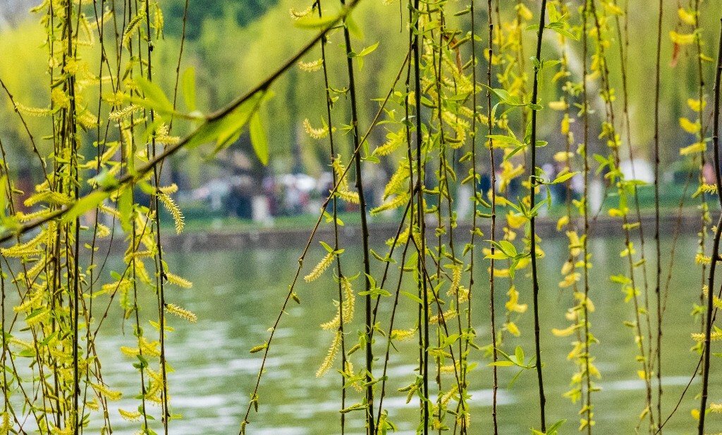 风光 西湖 柳树 叶子 植物