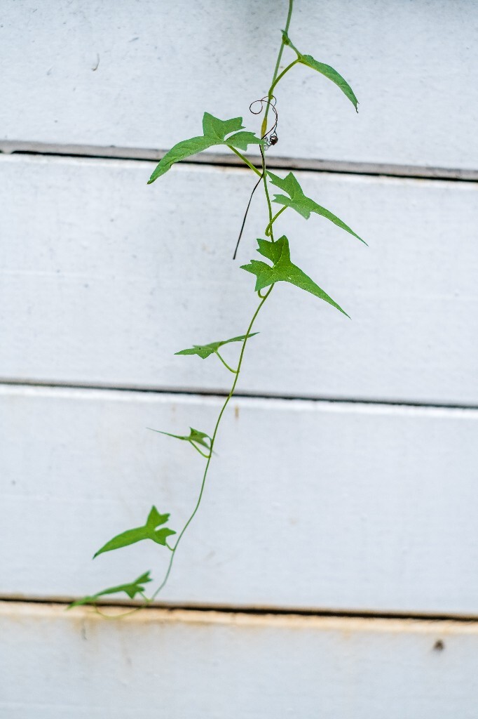 旋花 筋根花 鼓子花 篱打碗 野牵牛  鼓子草  打碗花属  植物 风光 摄
