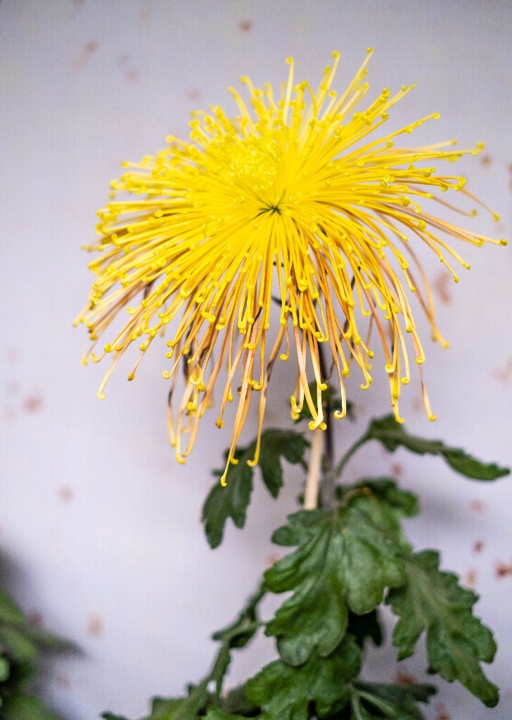 菊花 寿客 金英 黄华 秋菊 陶菊 日精 女华 延年 隐逸花 家菊 花儿 盛开的菊花