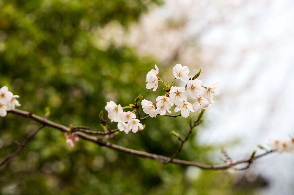 樱花 植物 花朵 粉色樱花 白色樱花 花儿 盛开的樱花