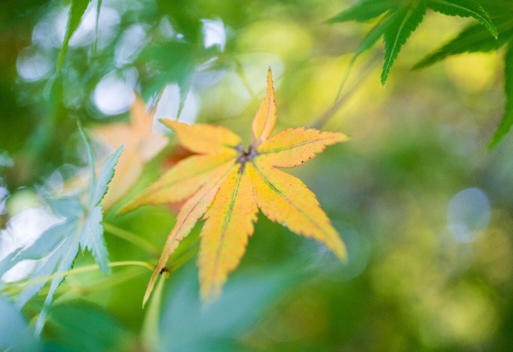 枫叶 植物 花朵 摄影 微距 叶子 环境 自然 风光 