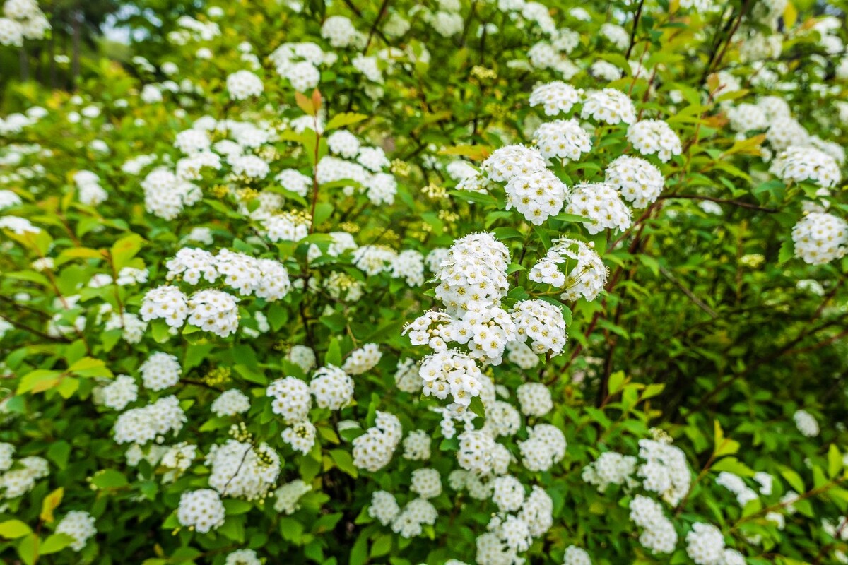 花 植物 摄影 图片 花朵 花草 旅行 白色的小花