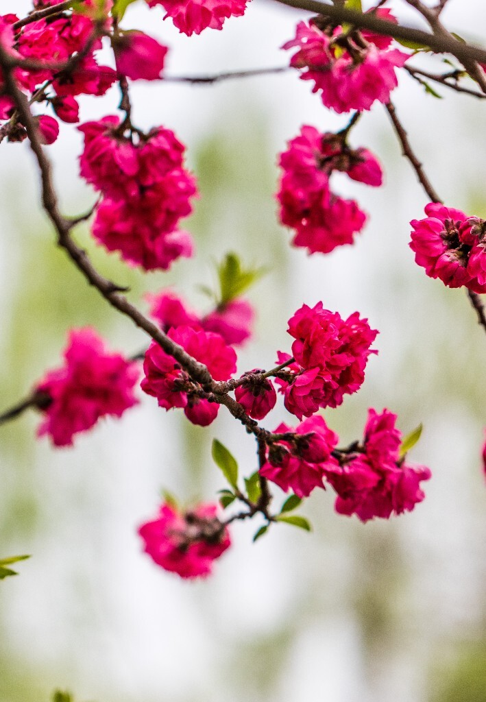 西湖桃花 桃花 自然 微距 风光 色彩 西湖之春 春天 桃红柳绿 西湖三月天