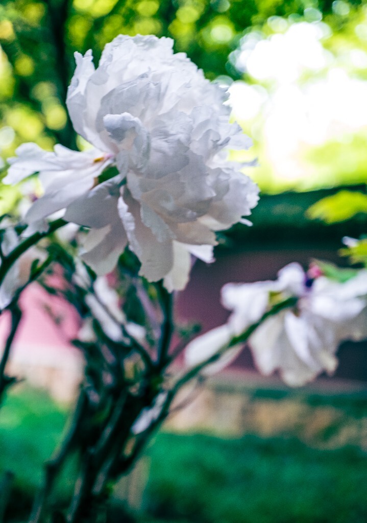 鼠姑 鹿韭 白茸 木芍药 百雨金 洛阳花 富贵花 牡丹 植物 花朵 花儿 牡丹花 含苞待放