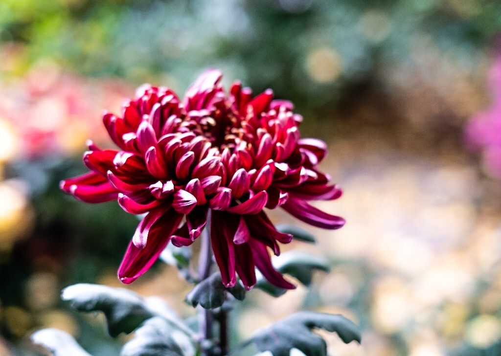 菊花 寿客 金英 黄华 秋菊 陶菊 日精 女华 延年 隐逸花 家菊 花儿 盛开的菊花