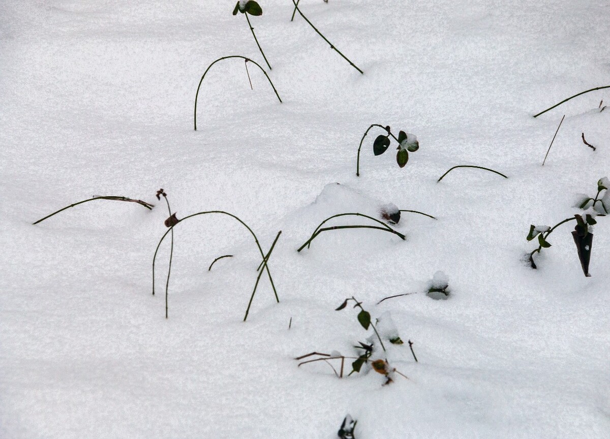 雪 自然 风光 摄影 植物上的雪 白雪 雪景 岩石雪景 小草上的雪 大自然