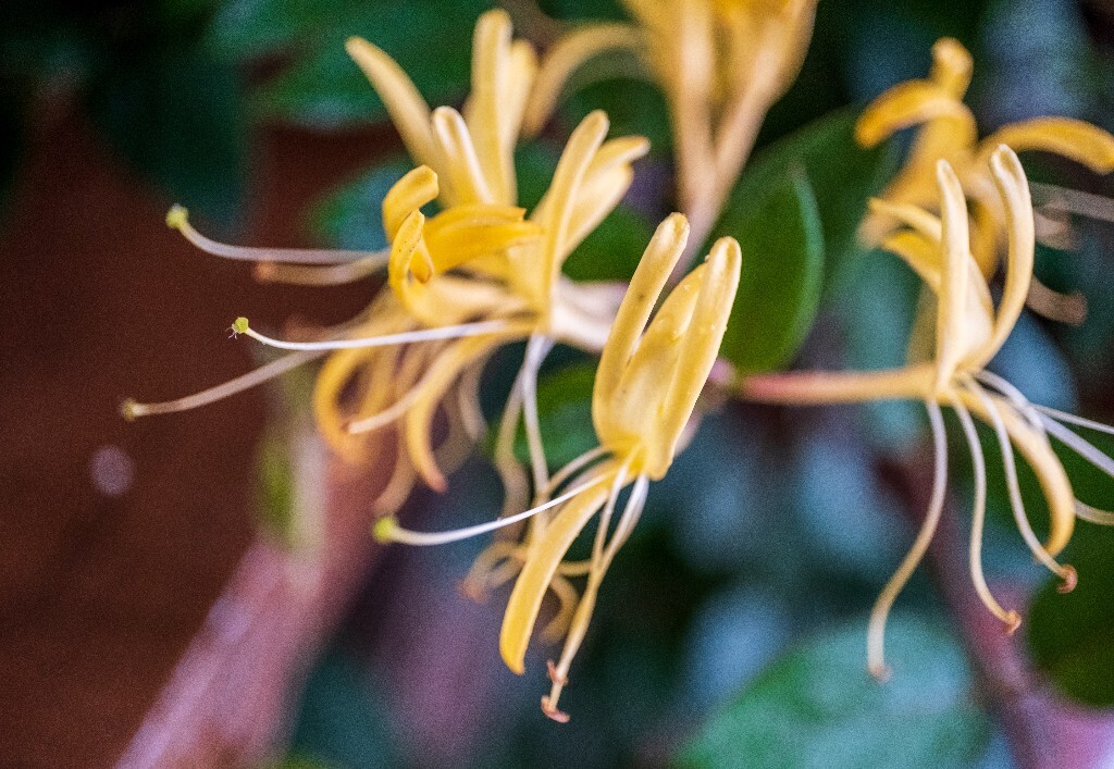 植物 花朵 花草 摄影 风光 微距  金银花