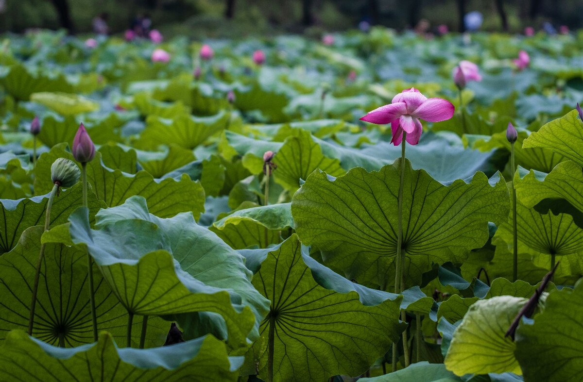荷叶 荷塘 荷 植物 叶子 莲花 水芙蓉 莲花 水芙蓉 藕花 芙蕖 水芝 水华 泽芝 中国莲 摄影 特写 自然 风光