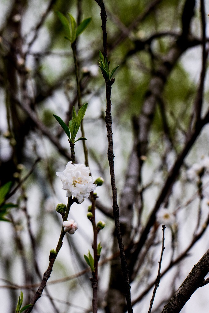 桃花 西湖桃花 西湖风光 自然 色彩 春天 西湖之春 花朵 花儿 桃红柳绿