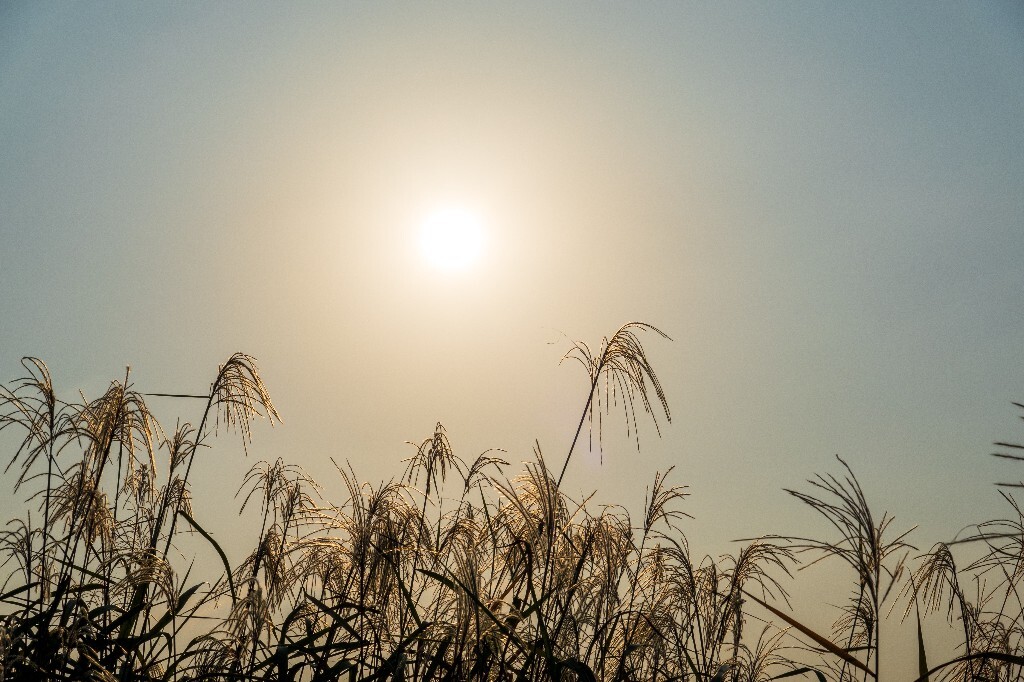 日出日落 芦苇 夕阳 植物 风光 自然