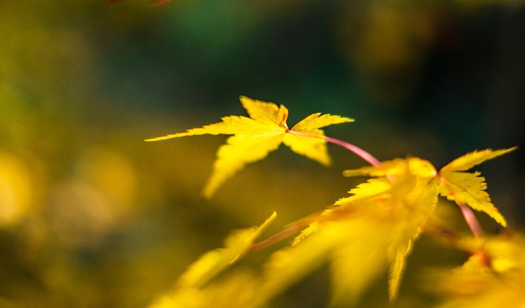 植物 摄影 光 叶子 枫叶 风光摄影 旅行 自然