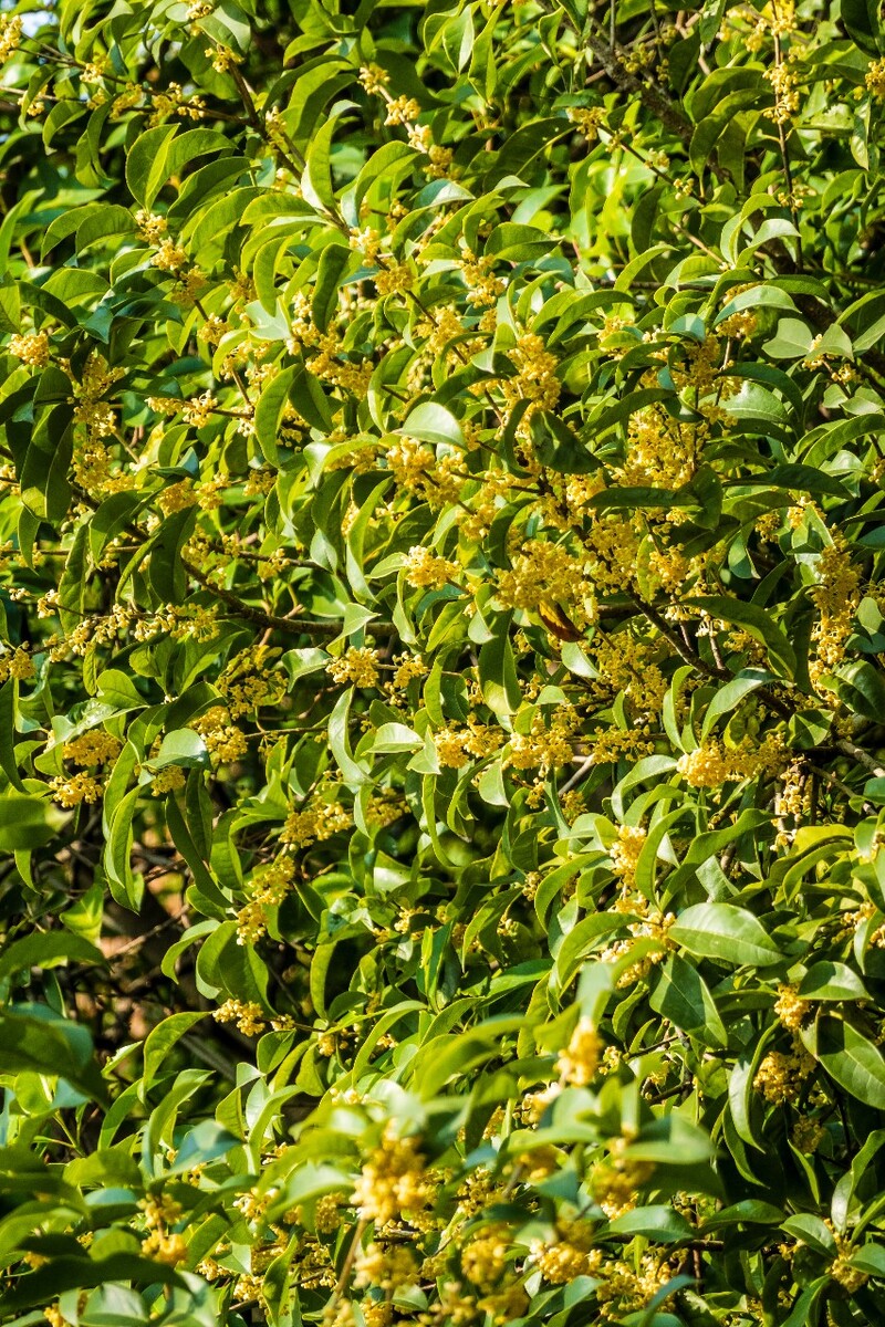 岩桂 木犀 九里香 金 植物 摄影 花草 桂花 金桂 银桂 丹桂 月桂